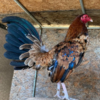 Buy Hennie Gamefowl